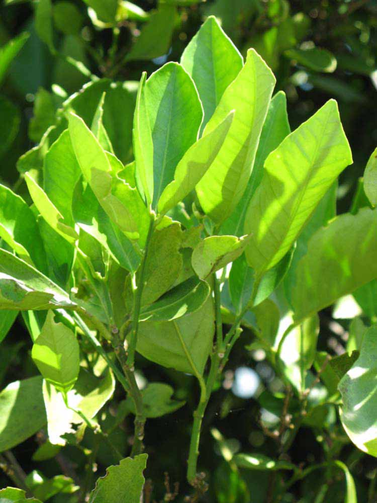              Sun leaves (Winter Haven, FL)       